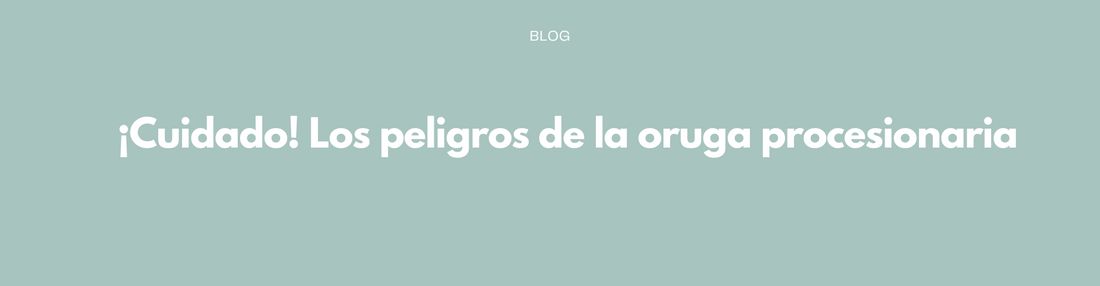 ¡Cuidado! Los peligros de la oruga procesionaria