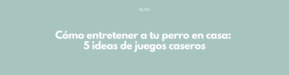 Cómo entretener a tu perro en casa: 5 ideas de juegos caseros