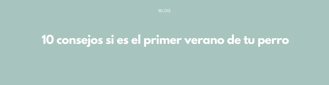 10 consejos si es el primer verano de tu perro