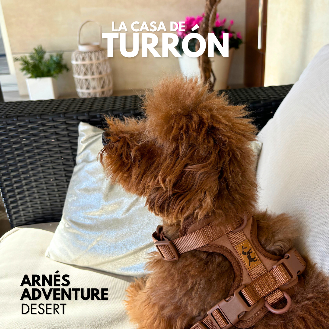 Arnés + Correa (20% dto)