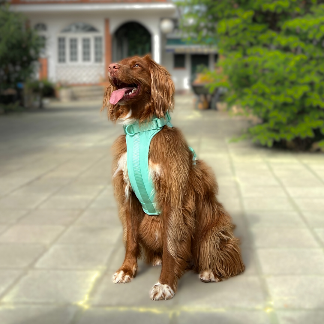 Arnés Adventure Mint