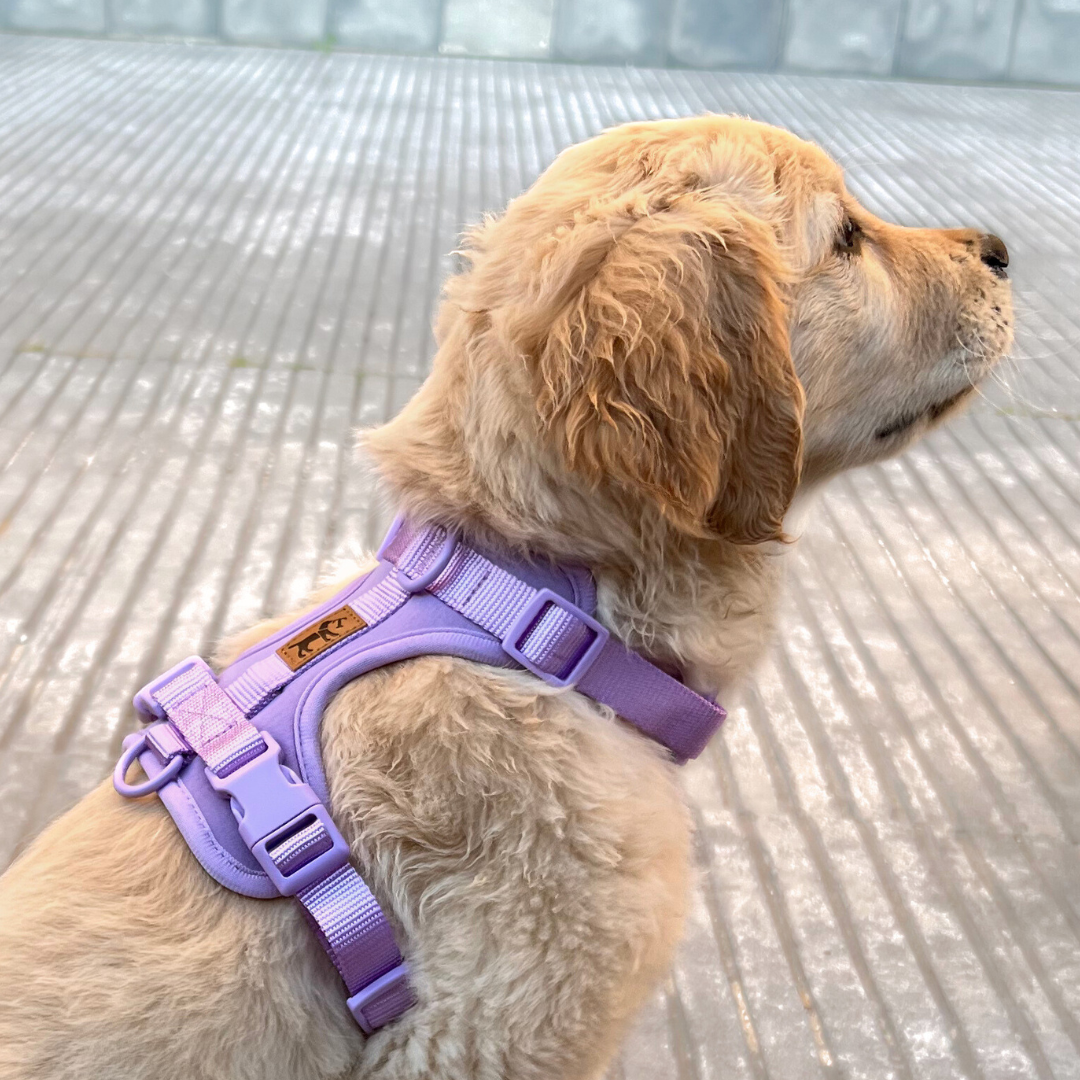 Arnés Adventure Lavender