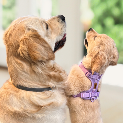 Arnés Adventure Lavender