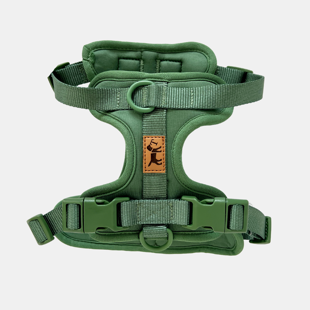 Kit de Paseo Adventure Jungle