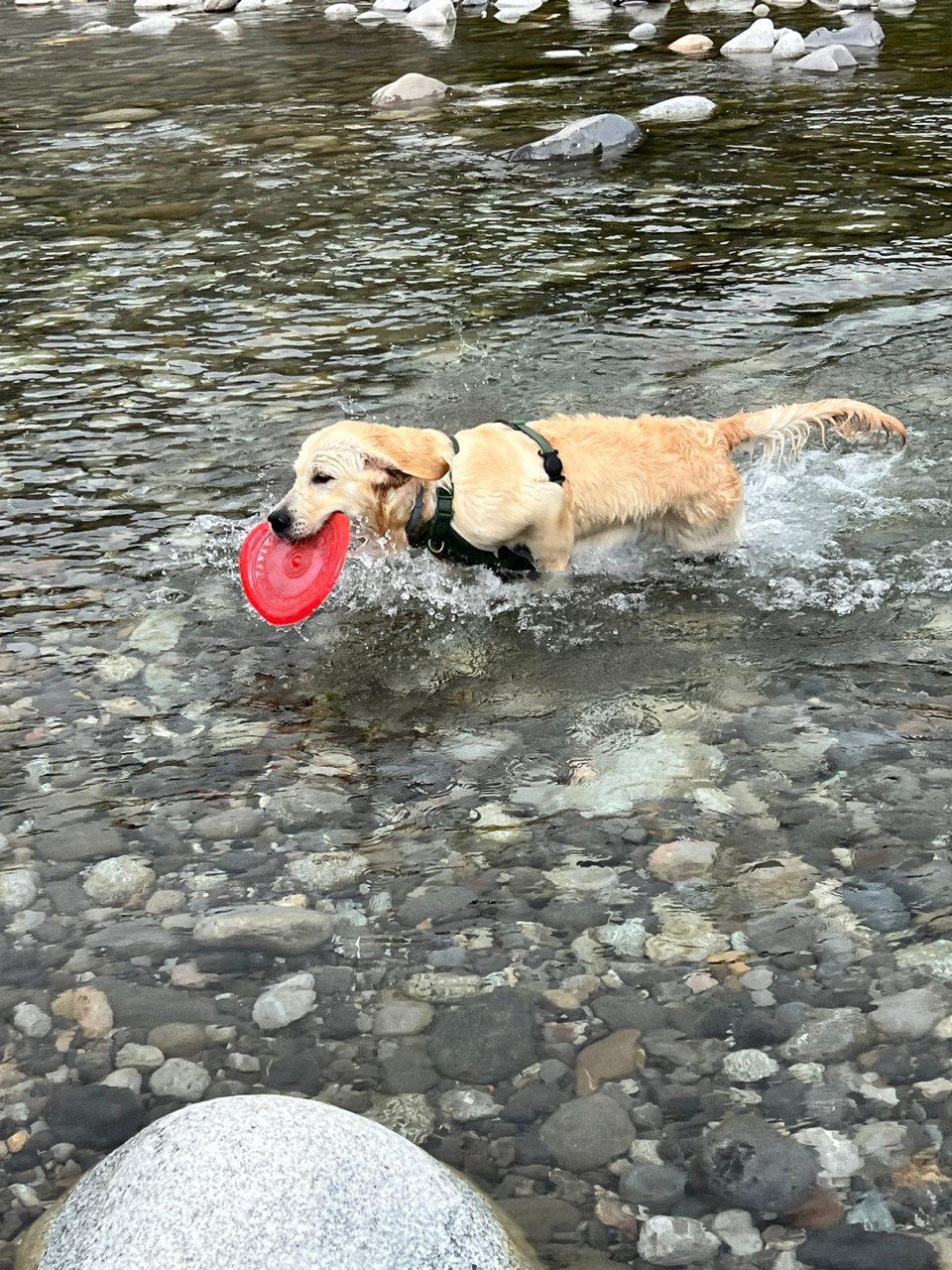 Frisbee para perros resistente foto en rio