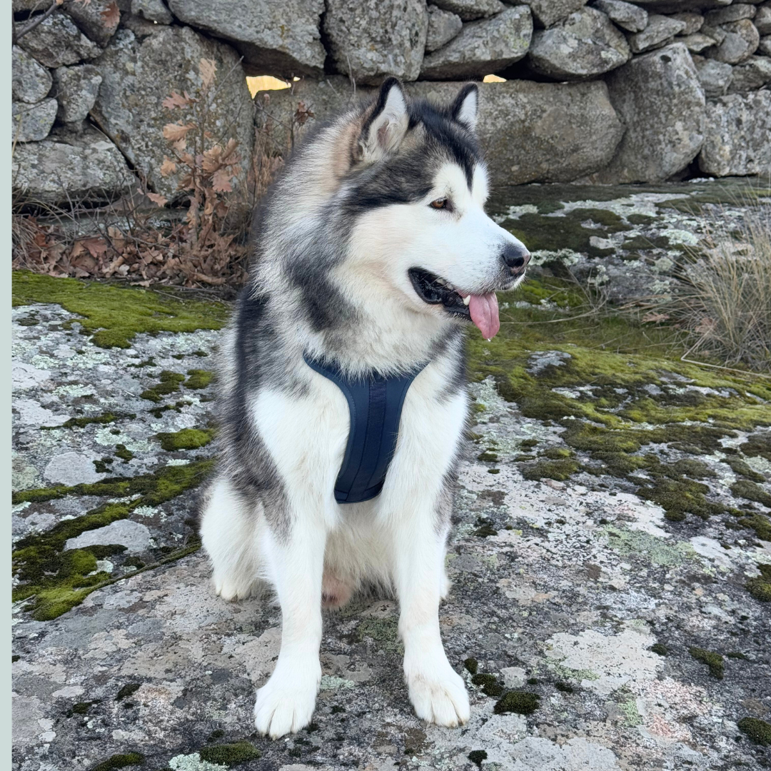 Arnés Adventure Ocean