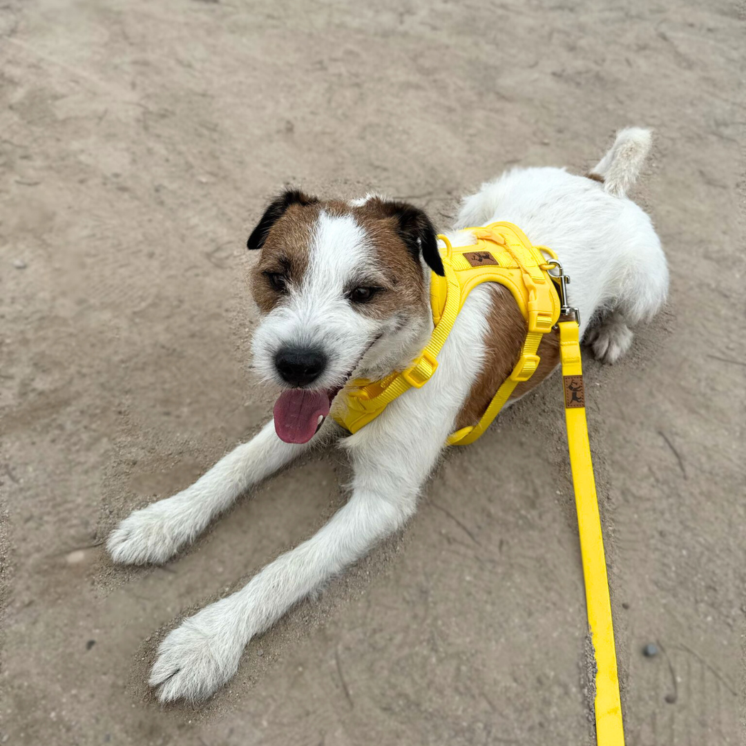 Kit de Paseo Aventure Beach