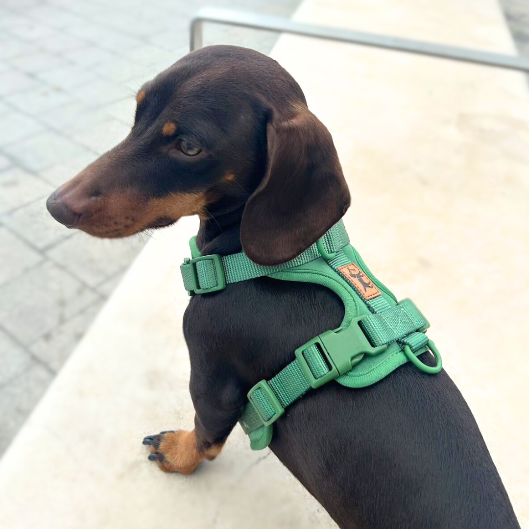 Arnés Adventure Jungle